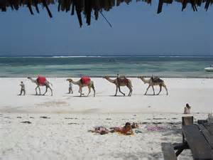Camel riding at the Mombasa coast