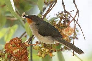 Chestnut throated Apalis
