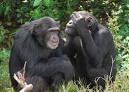 Ngamba chimpanzees