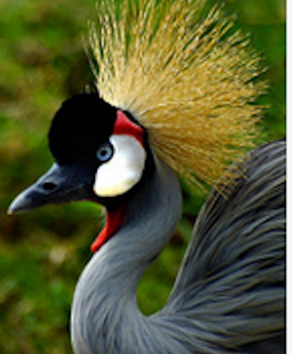 Uganda crane