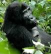 gorillas in Mgahinga national park